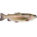 TRUITE ARC EN CIEL SURGELEE A PESER