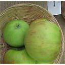 POMME PRESIDENT ROULIN BIO A PESER