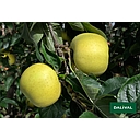 POMME DELBAER A PESER