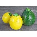 COURGETTE  RONDE A PESER