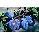 PRUNE ANWENDAEL BIO A PESER